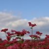 赤い蕎麦花と秋の空