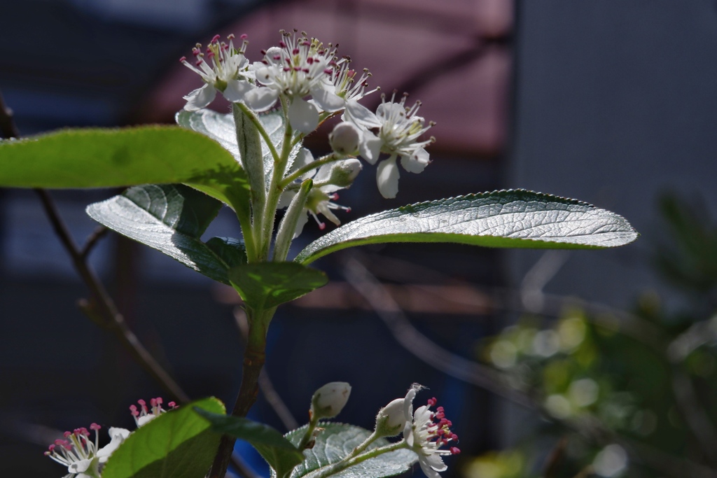 煌めくカマツカの花　その2