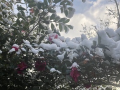山茶花の雪化粧