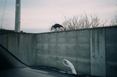 ！塀と猫はベリーマッチ！