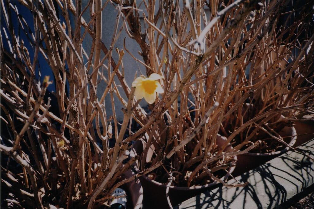 Narcissus