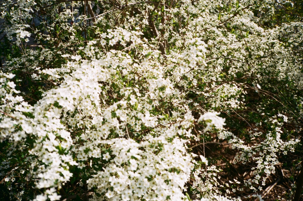 fuji100 フィルム