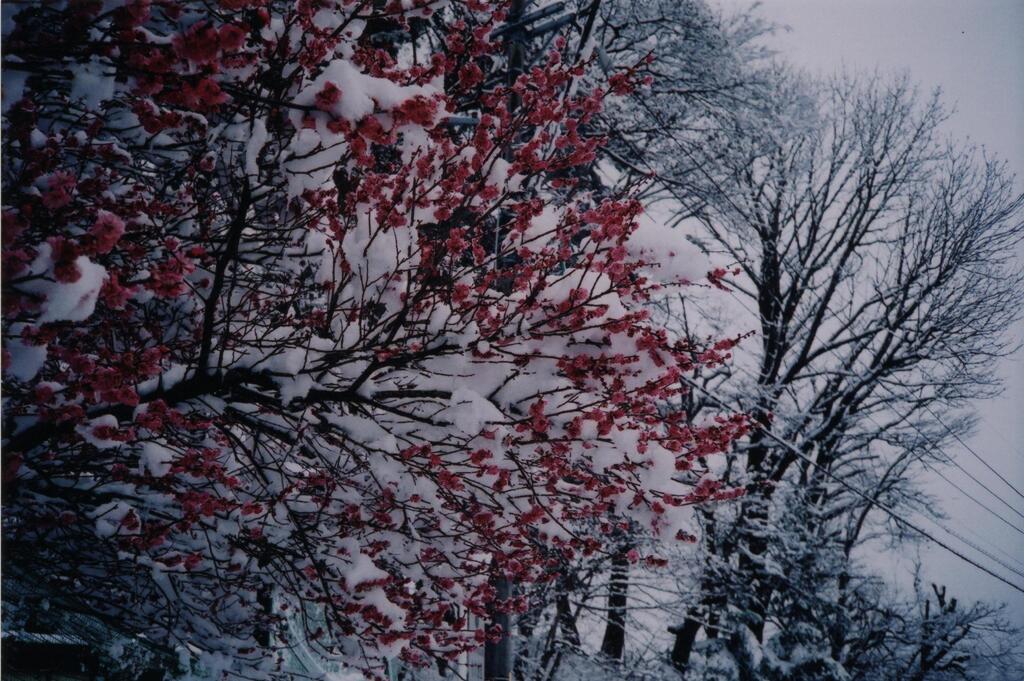 walk in ｔhe Snow