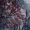 walk in ｔhe Snow
