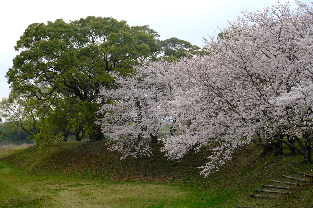 桜