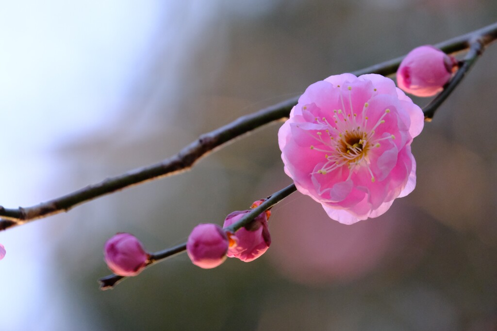 梅の花