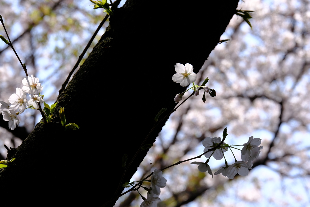 桜