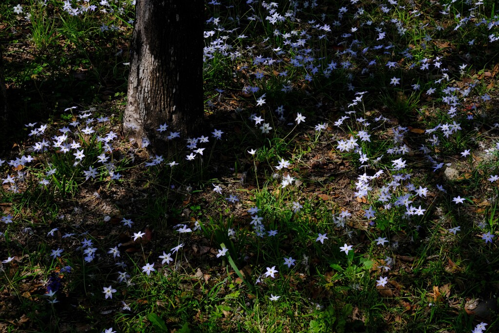 小さな花たち