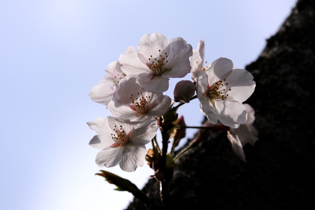 桜