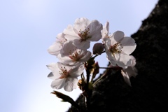 桜