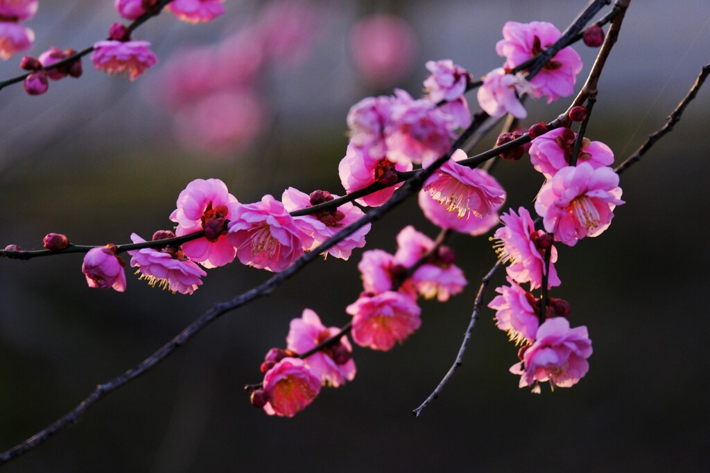 梅の花