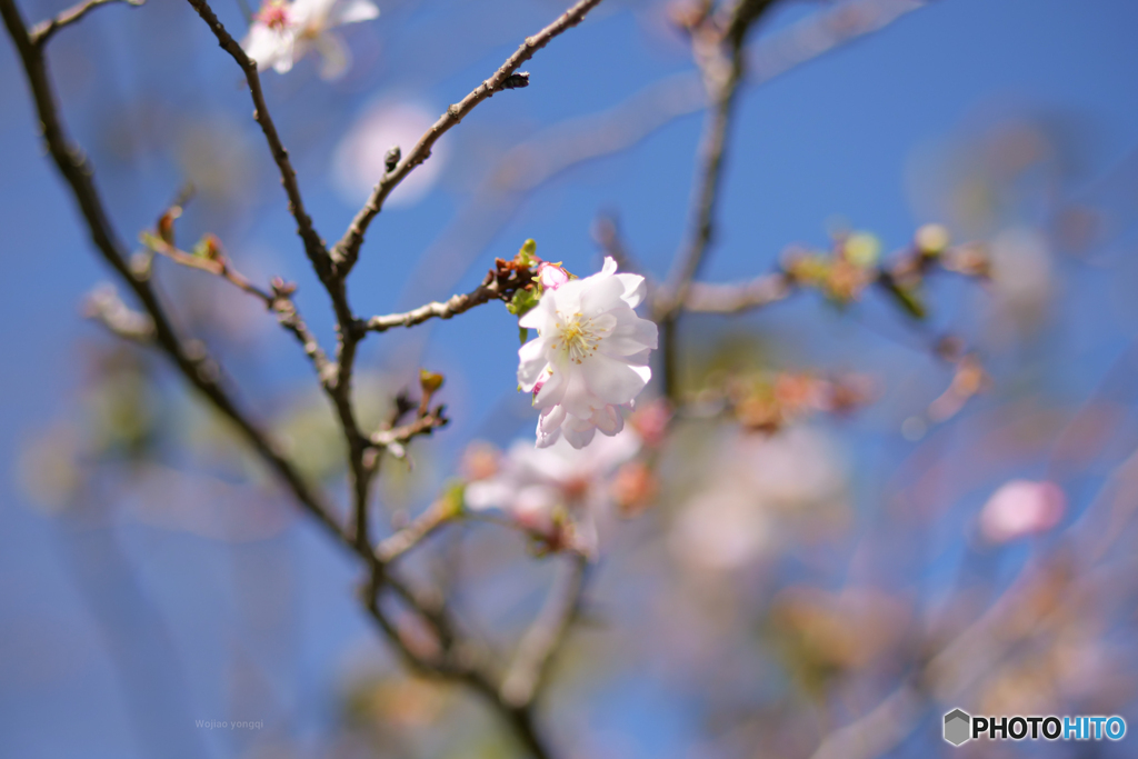 サクラサク☆秋天的樱花开了