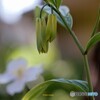 母の庭の山野草