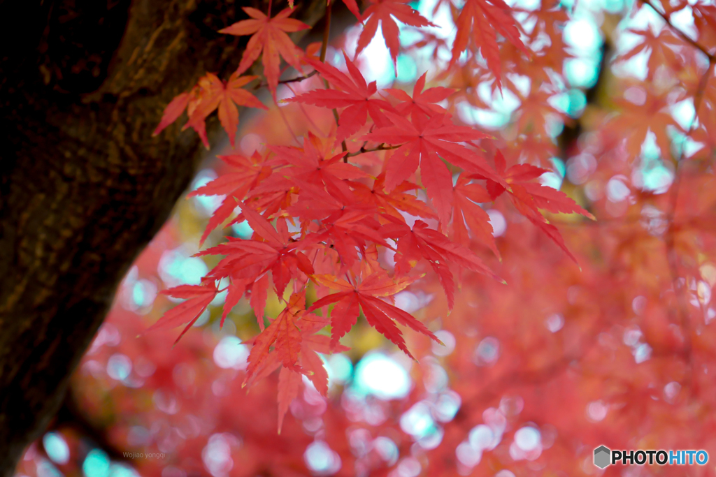 2019の紅葉です