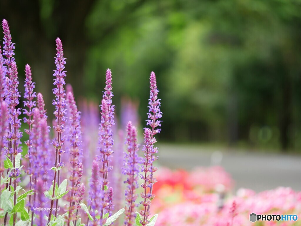 公園の外周通路★ここを左へ曲がりま←す☚