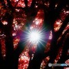 檻に閉じ込められた紅葉⭐