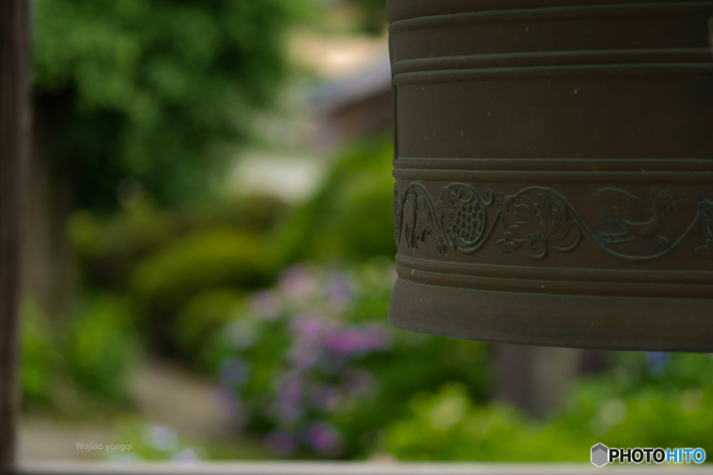 お寺の鐘の音を待つ紫陽花☆