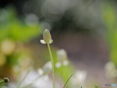 小さく可愛く✨公園で咲いていました！