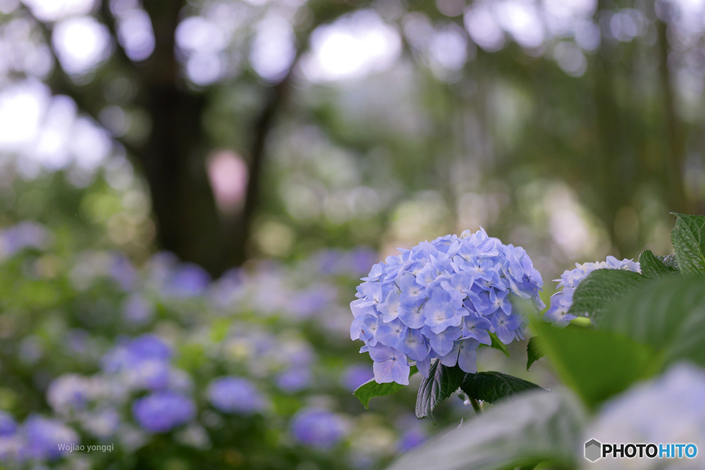 森へとつづく⭐紫陽花アジサイあじさい