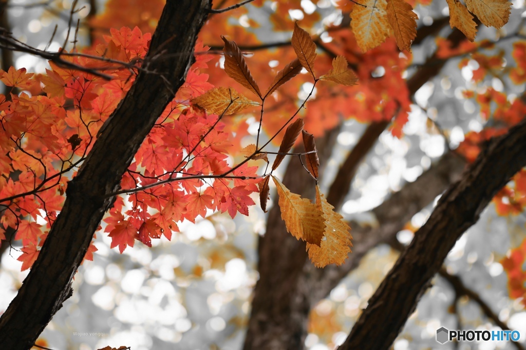 高原の紅葉