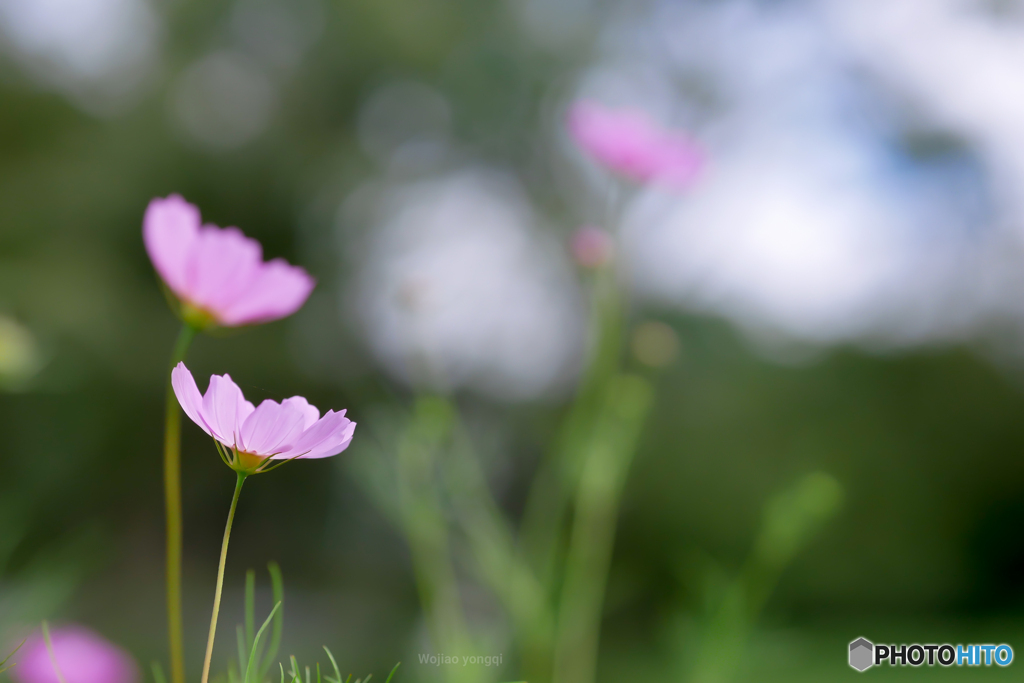 秋風と夏の風☆行ったり来たり繰り返し…