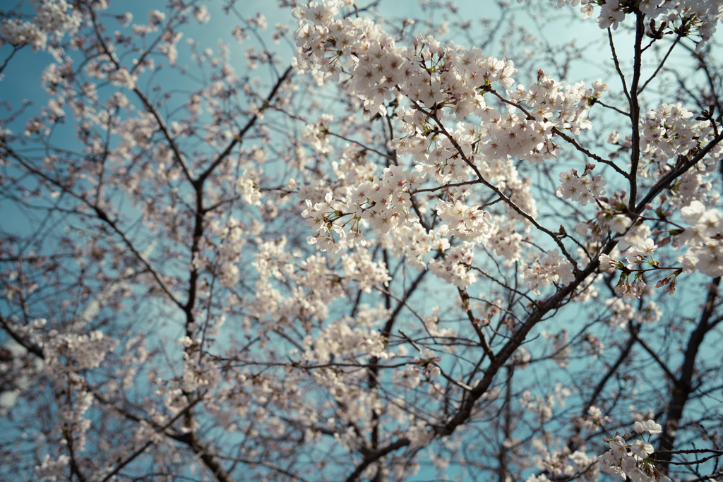 桜の空