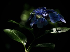 暗紫陽花