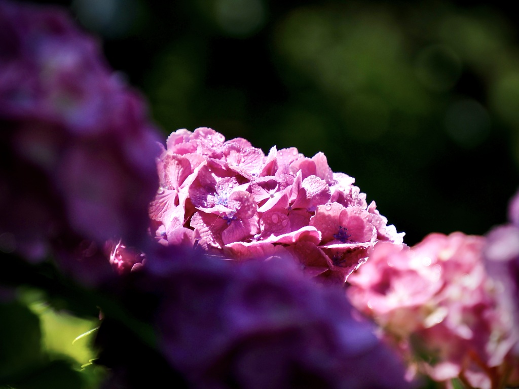 浄慶寺の紫陽花9