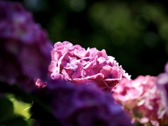 浄慶寺の紫陽花9