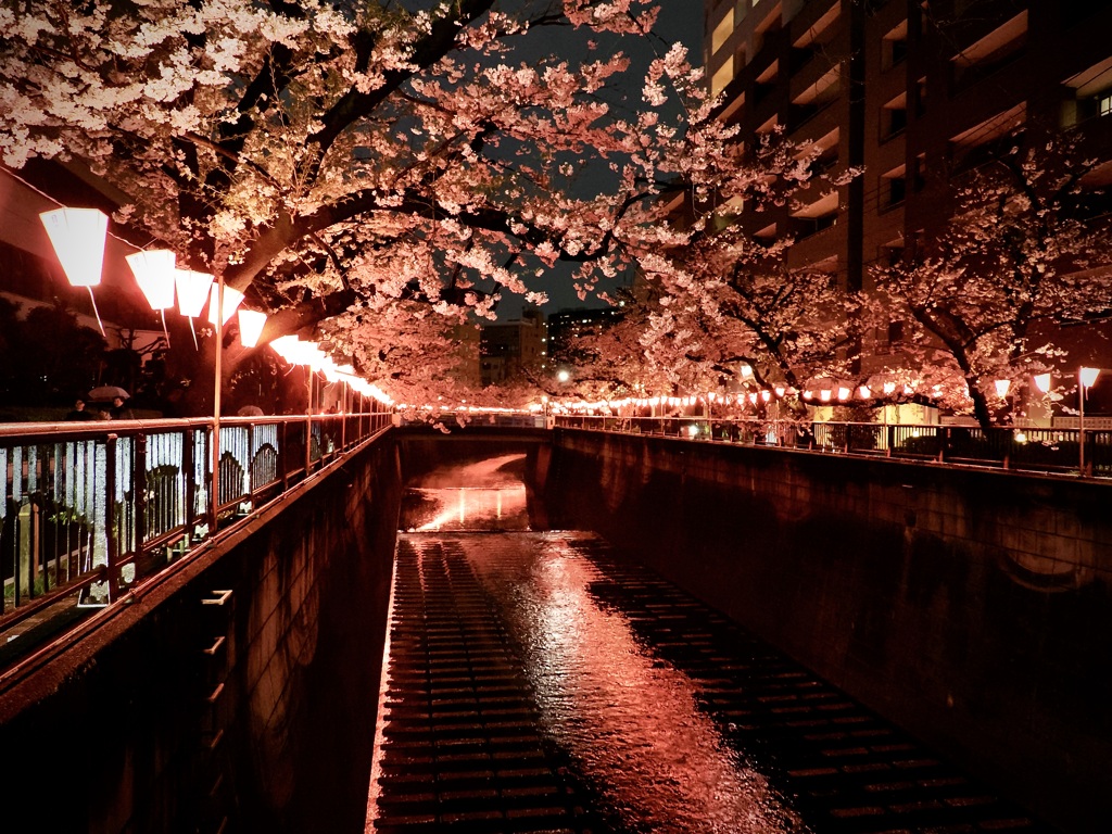 夜桜