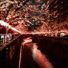 夜桜