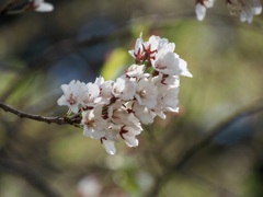 謙信のさかさ桜