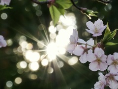 三ツ池公園の桜12