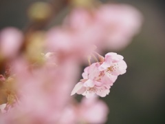 狩野川堤防の桜2