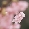 狩野川堤防の桜2