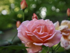 日比谷公園に咲く・ヘレン　トロペール2