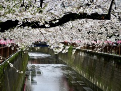 目黒川・桜のトンネル風
