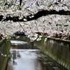 目黒川・桜のトンネル風