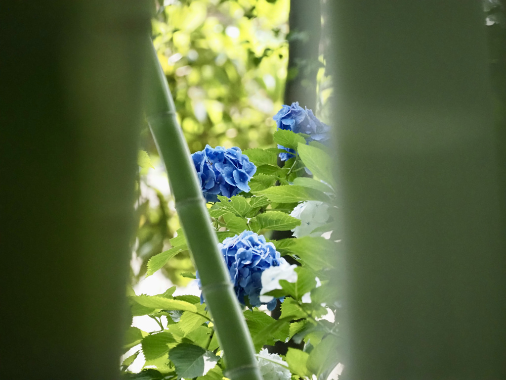 竹撮り物語…紫陽花の章