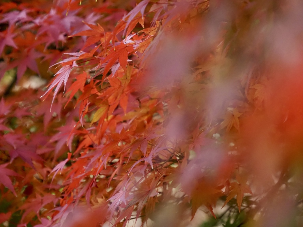 栗林公園の紅葉