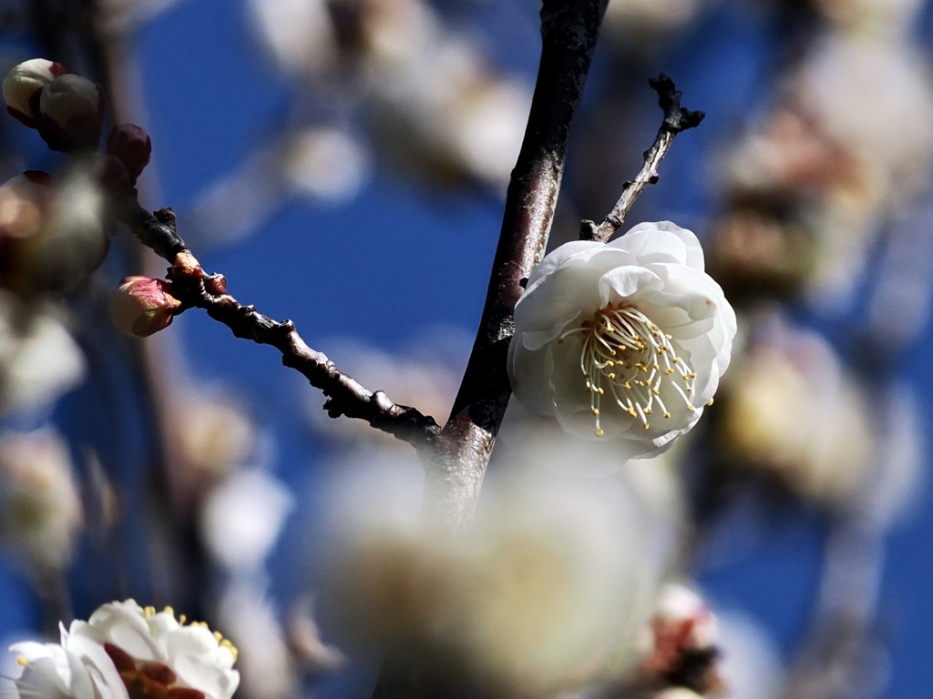 青空に白梅