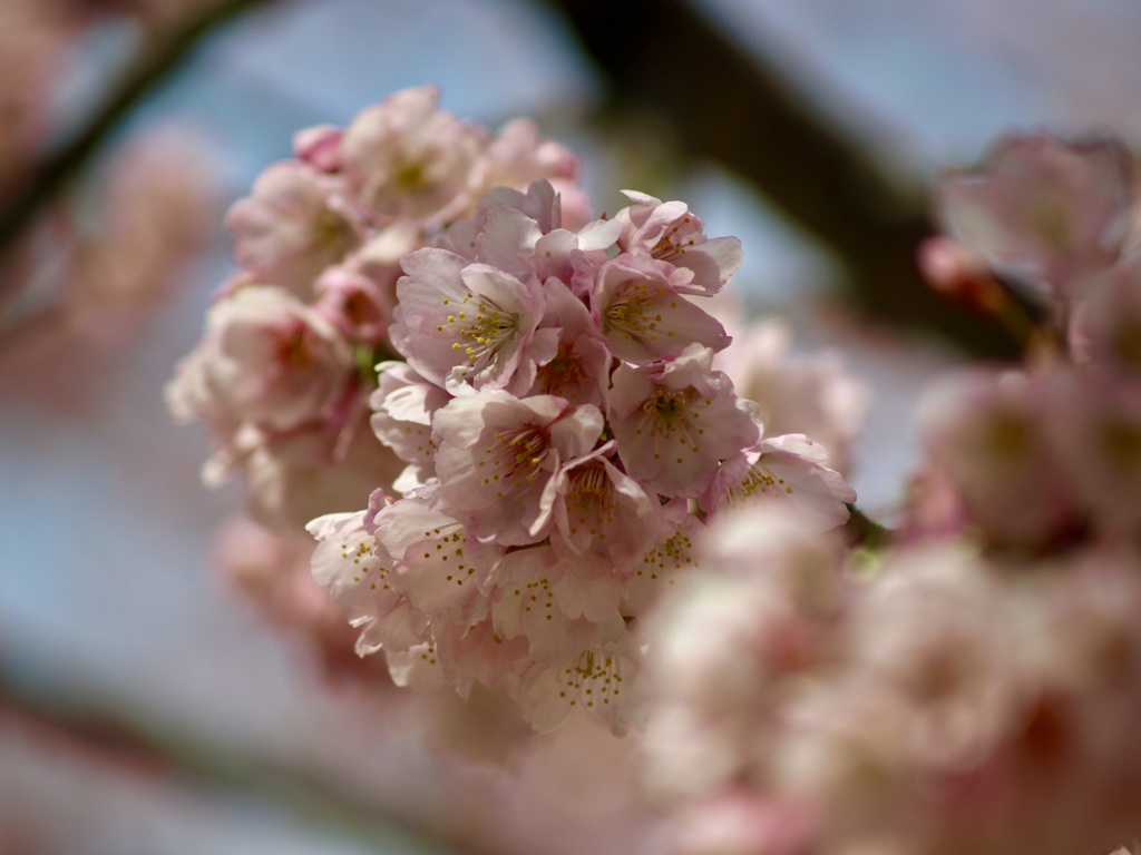 南桜公園のオオカンザクラ