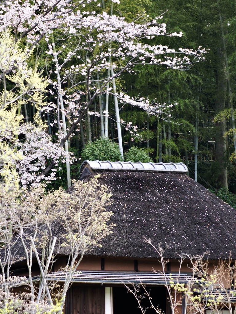 古民家と桜2