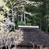 古民家と桜2