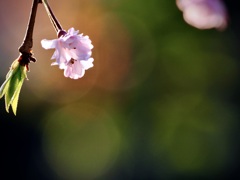 夕陽に染まる桜2