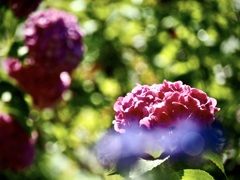 浄慶寺の紫陽花8