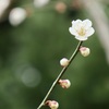 シンプルに咲く