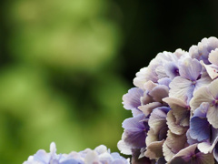シックな色合いの紫陽花
