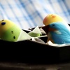 美味しく可愛いオールスターズ