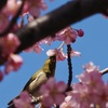河津桜とメジロ